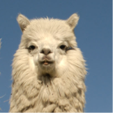 Alpaca_Yoshi