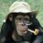 ChimpTrader
