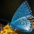 ButterflyEffect